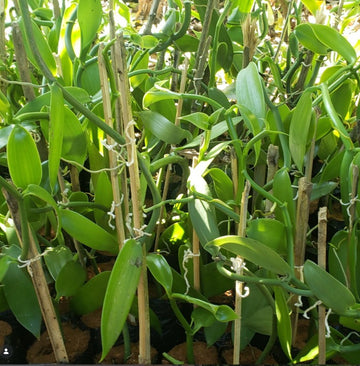 Muda de Baunilha Planifolia (Vanilla planifolia)