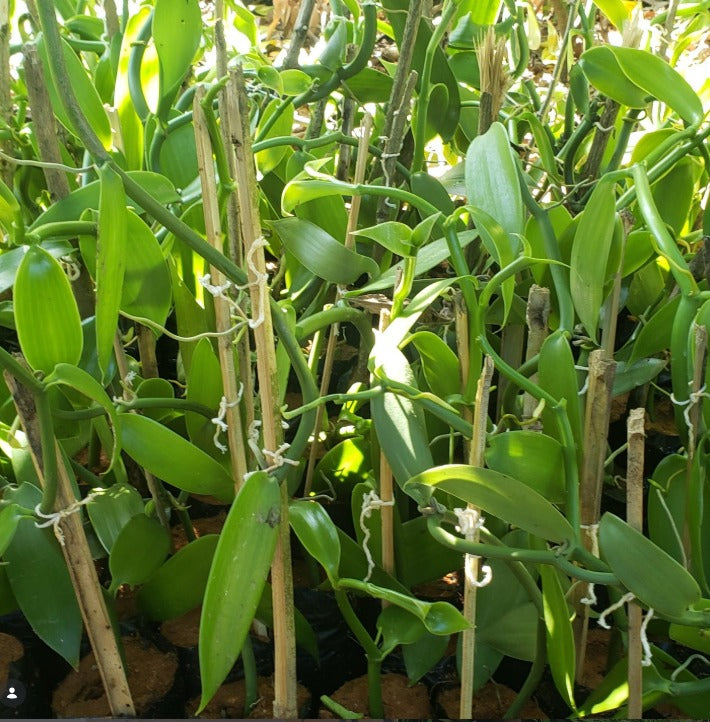 Muda de Baunilha Planifolia (Vanilla planifolia)